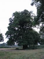 Albums/20090700-Windsor Great Park/25